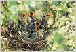 Cinco dicas para atrair mais ninhos de passarinhos para o seu